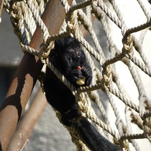 202504 - Black bearded saki