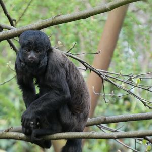 202504 - Black bearded saki