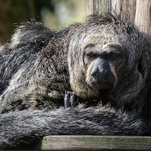 202504 - White faced saki (female)