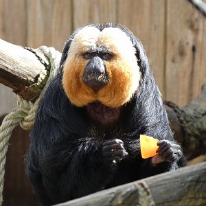 202504 - White faced saki (male)