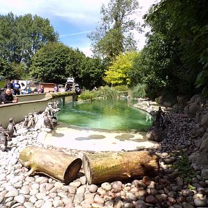 Humboldt penguin enclosure 7.7.24