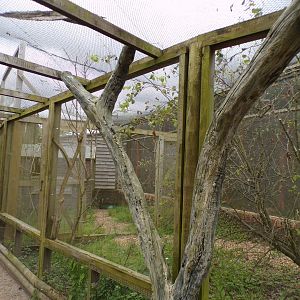 Speckled pigeon aviary 7.7.24