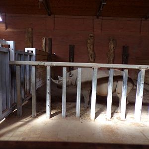 Black rhinoceros in house 7.7.24