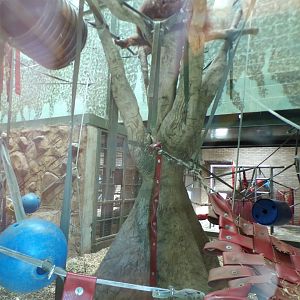 Bornean orangutan indoors 7.7.24