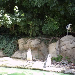 Humboldt penguins and heron 7.7.24