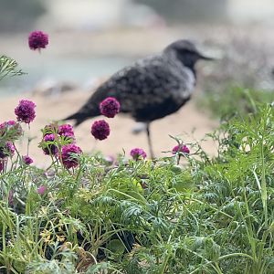 Black-bellied Plover