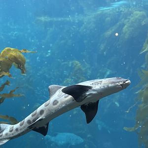 Leopard Shark