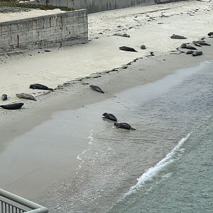 Wild Harbor Seals