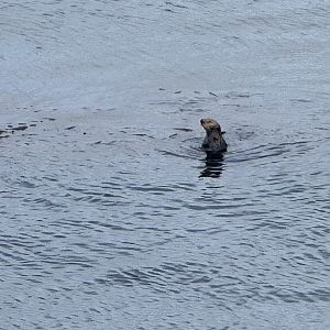 Wild Sea Otter