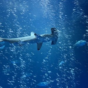 Scalloped Hammerhead