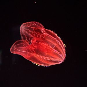 Blood-Belly Comb Jelly