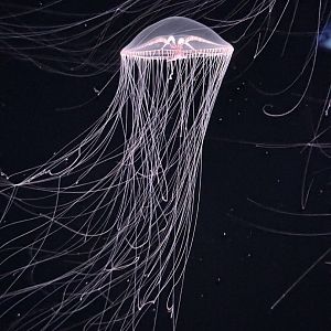 Purple-Lipped Jelly