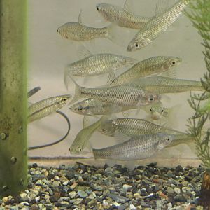 Stone Moroko (Pseudorasbora parva)