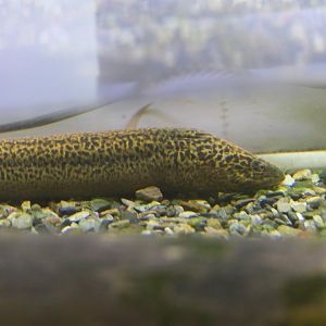 Asian Swamp Eel (Monopterus albus)