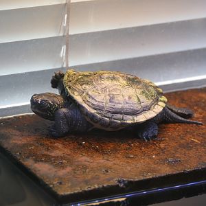 Reeve's Turtle (Mauremys revesii)