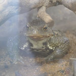 Japanese Common Toad (Bufo sp.)