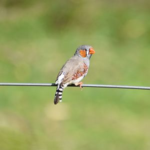 Zebra Finch - wild