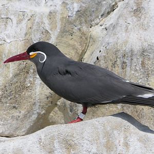 Inca Tern (Larosterna inca)