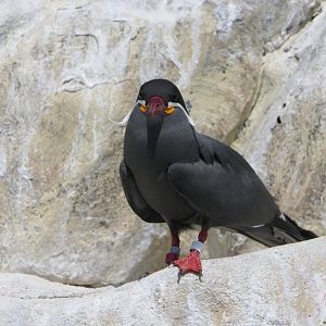 Inca Tern (Larosterna inca)