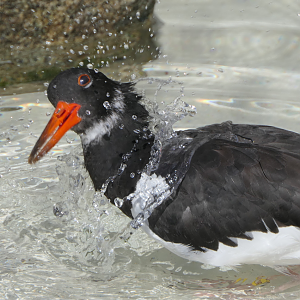 Eurasian Oystercatcher (Haematopus ostralegus)