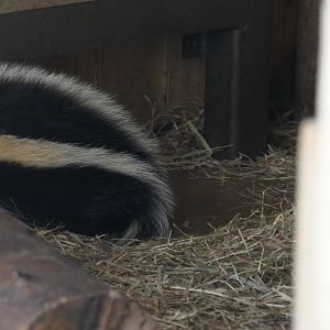 Striped Skunk (Mephitis mephitis)