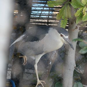 Black-crowned Night Heron (Nycticorax nycticorax)