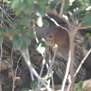 Japanese Night Heron (Gorsachius goisagi)