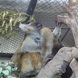 Black Lemur (Eulemur macaco)