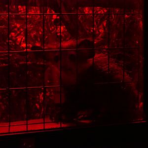 Aye-aye (Daubentonia madagascariensis)