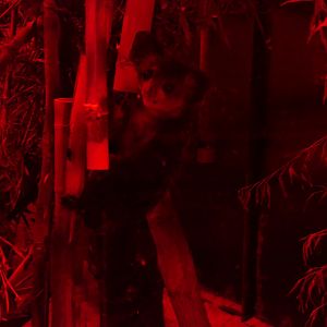 Aye-aye (Daubentonia madagascariensis)