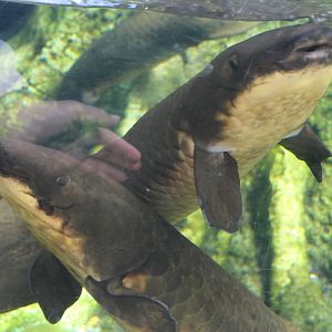 Queensland Lungfish (Neoceratodus forsteri)