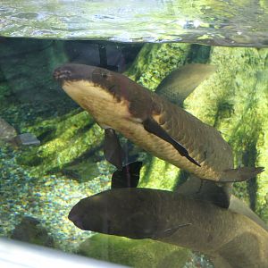 Queensland Lungfish (Neoceratodus forsteri)