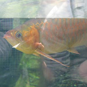 Asian Arowana (Scleropages formosus)