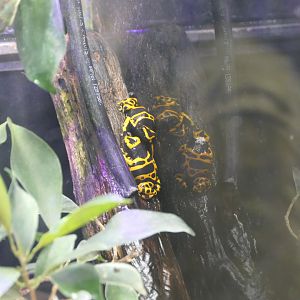 Yellow-banded Poison Frog (Dendrobates leucomelas)