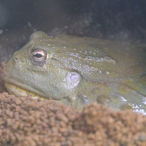African Bullfrog (Pyxicephalus adspersus)