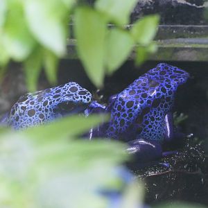 Blue Poison Dart Frog (Dendrobates tinctorius 'azureus')