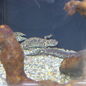 Iberian Ribbed Newt (Pleurodeles walti)