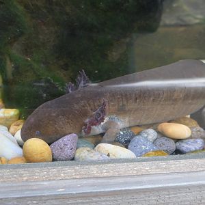 Greater Siren (Siren lacertina)