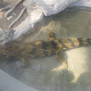 False Gharial (Tomistoma schlegelii)