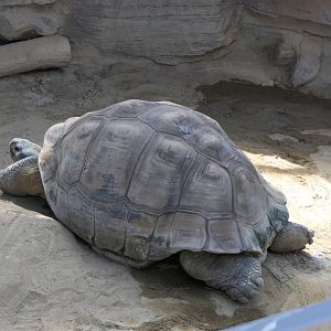 Galapagos Giant Tortoise (Chelonoidis nigra)
