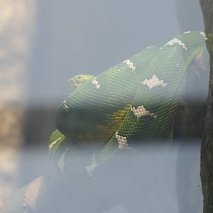 Emerald Tree Boa (Corallus caninus)