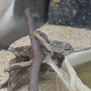 Tropical Girdled Lizard (Cordylus tropidosternum)