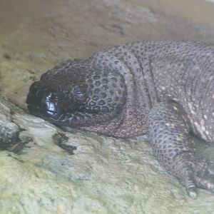 Rio Fuerte Beaded Lizard (Heloderma exasperatum)