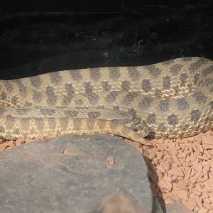 Western Hognose Snake (Heterodon nasicus)
