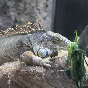 Green Iguana (Iguana iguana)