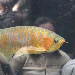 Asian Arowana (Scleropages formosus)