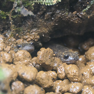 Tokyo Salamander (Hynobius tokyoensis)