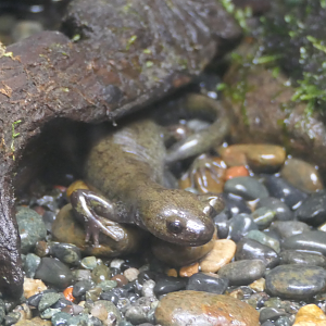 Japanese Black Salamander (Hynobius nigrescens)