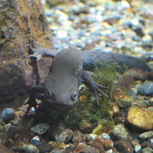 Japanese Fire-bellied Newt (Cynops pyrrhogaster)
