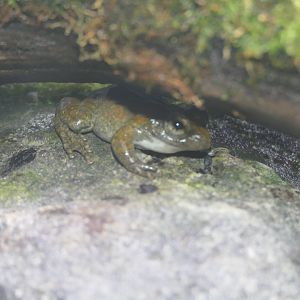 Kajika Frog (Buergeria buergeri)